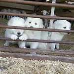 Le Petit Fabre Πανσιόν
