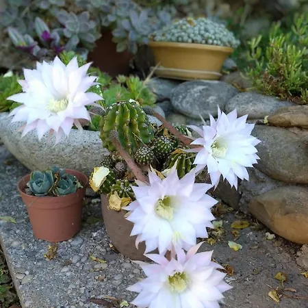 Le Petit Fabre Guest house