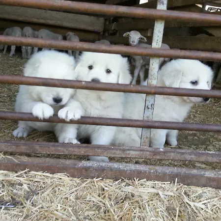 Le Petit Fabre Guest house