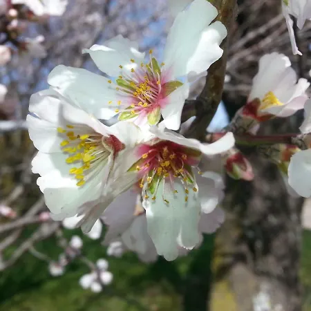 Guest house Le Petit Fabre *