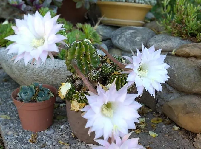 Le Petit Fabre Guest house