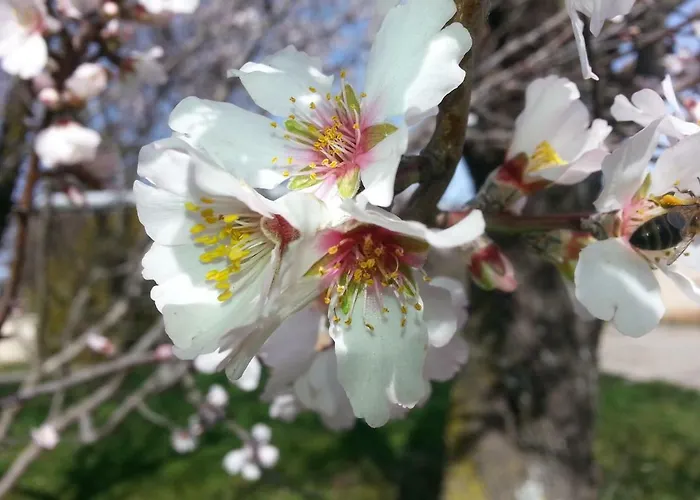 Guest house Le Petit Fabre *